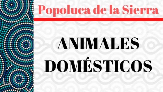 POPOLUCA-SIERRA-ANIMALES-DOMESTICOS