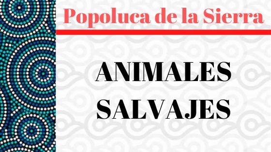 POPOLUCA-SIERRA-ANIMALES-SALVAJES-VOCABULARIO