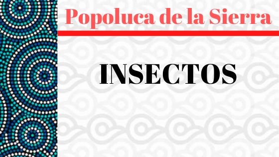 POPOLUCA-SIERRA-INSECTOS-VOCABULARIO