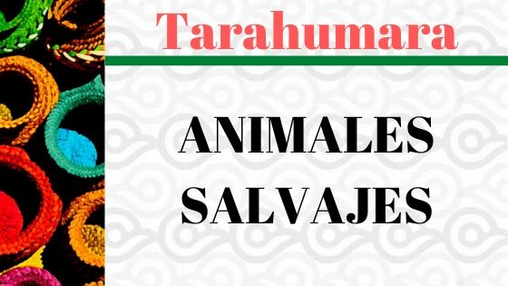 VOCABUALRIO-TARAHUMARA-ANIMALES.jpg