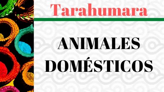VOCABULARIO-TARAHUMARA-ANIMALES-DOMESTICOS.jpg