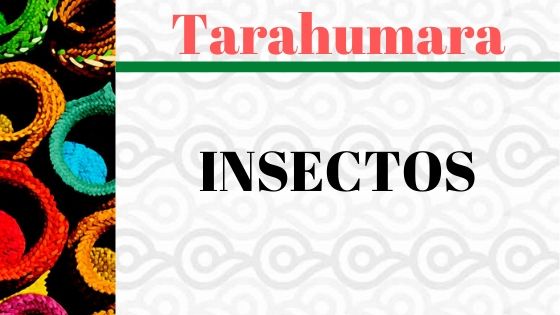 VOCABULARIO-TARAHUMARA-INSECTOS.jpg