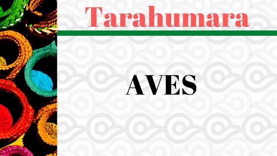 vocabulario-tarahumara-aves